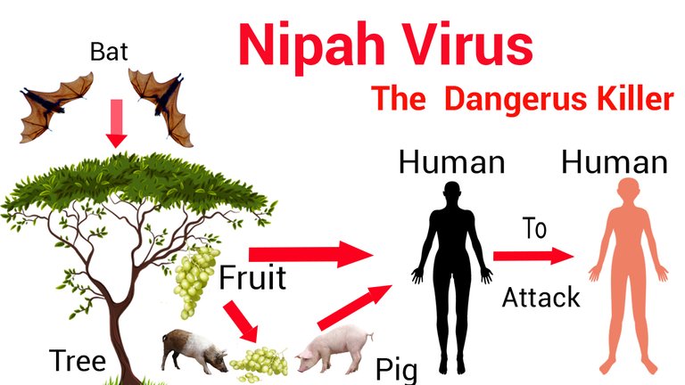 Nipah.jpg