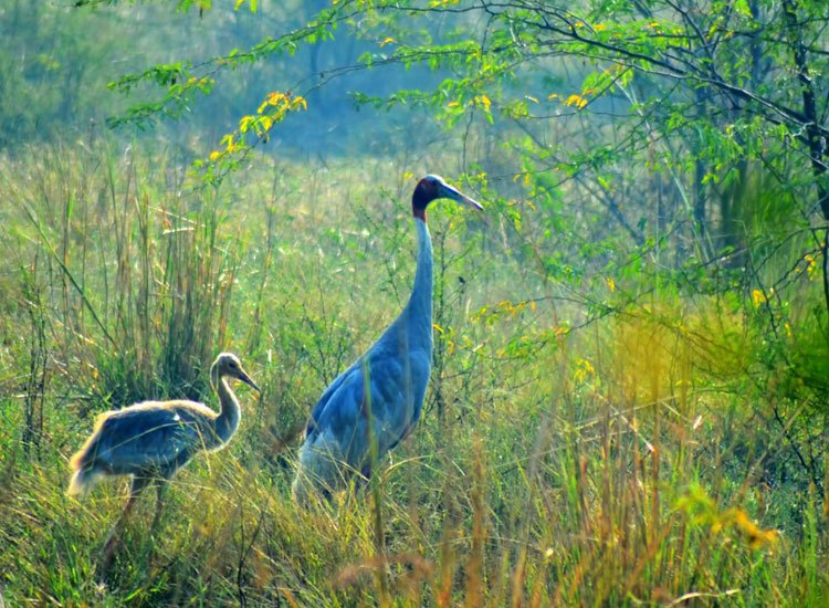 8.dr_.-salim-ali-bird-sanctuary.jpg