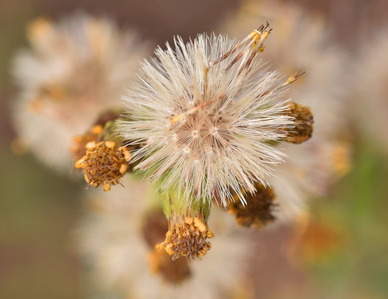 drystuff Dittrichia viscosa macro 2.jpg