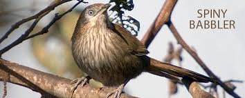 babbler.jpg