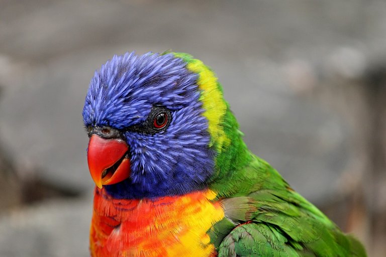 parrot-3017449_1280.jpg