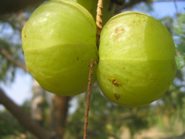 Amla1.JPG