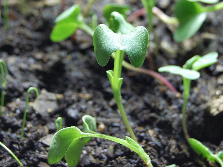 Germinating_radish.jpg