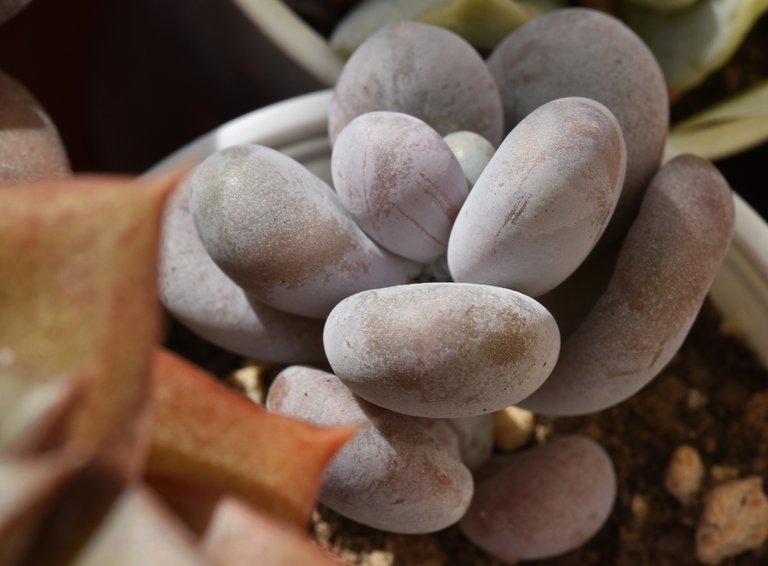 Pachyphytum oviferum seedling.jpg