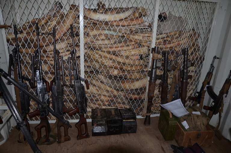 3.14 Seized and found ivory in Zakouma NP, Chad - Save-elephants.org.jpg