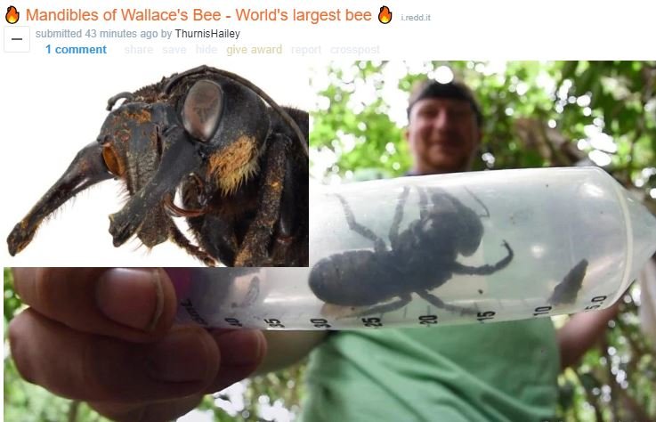 large bee.JPG