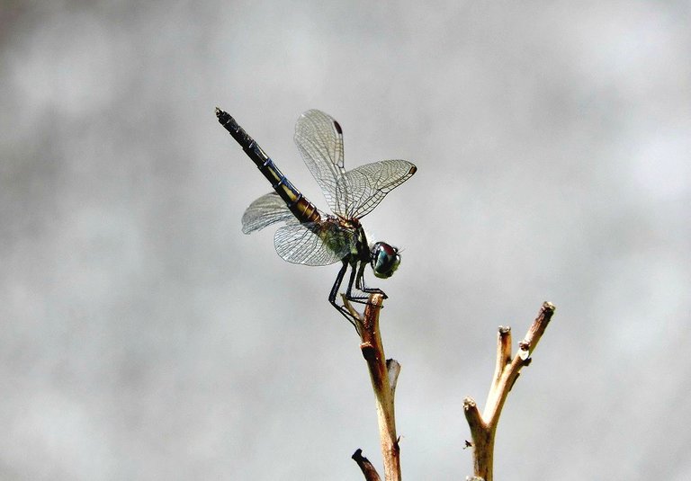 Dragonfly-6.jpg