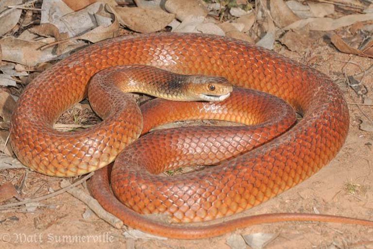 Eastern-Brown-Snake-Matt-Summerville-Flickr.jpg