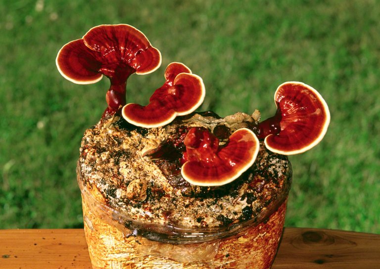 Reishi_Kit_1_2000x.jpg