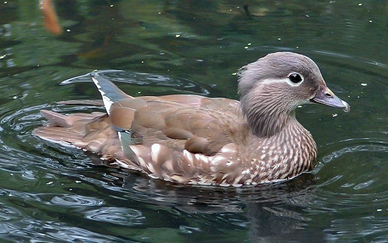 Female_Mandarin_Duck_800.jpg