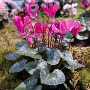 Cyclamen-Outsider-Pink-.jpg