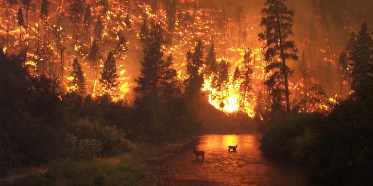 ormanların-tahribi-ve-orman-yangınlarının-nedenleri.jpg