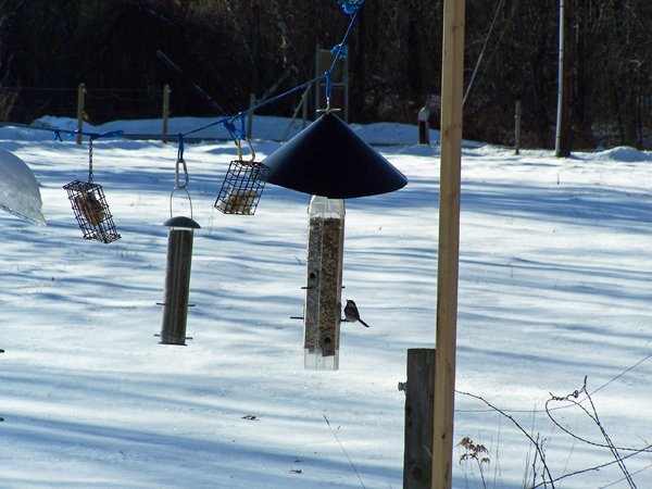 Birdfeeders3 crop December 2019.jpg