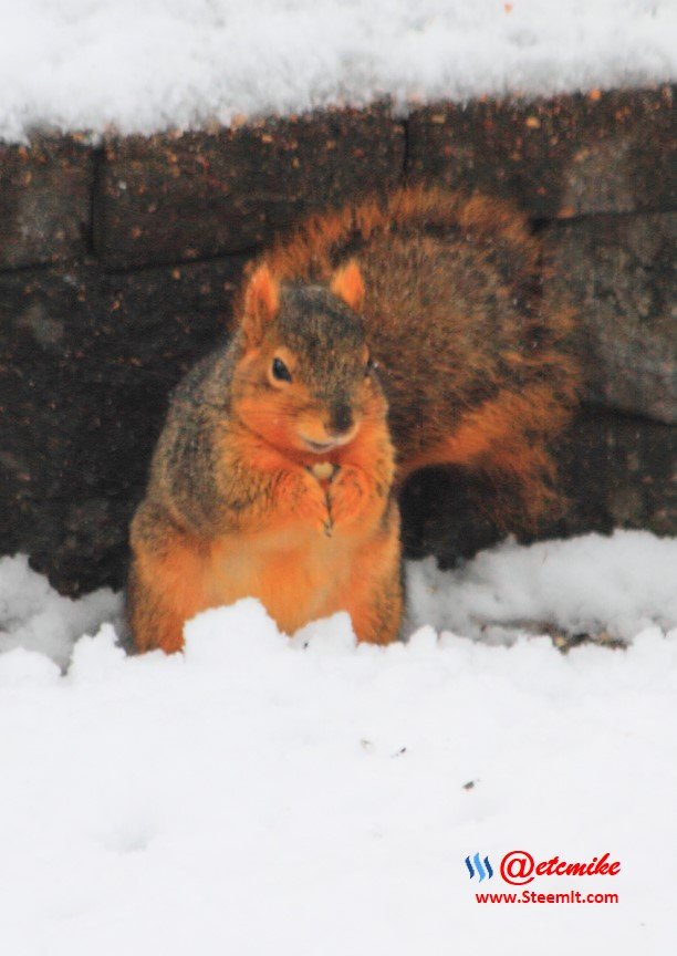 Squirrel IMG_0158.JPG