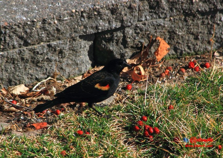 Red-Winged Blackbird IMG_0101.JPG