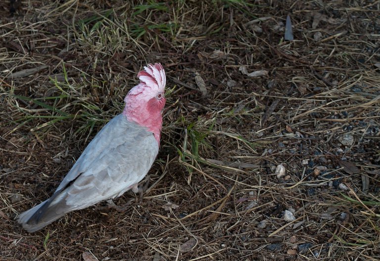 6846173646-alice-springsgalah (FILEminimizer).jpg