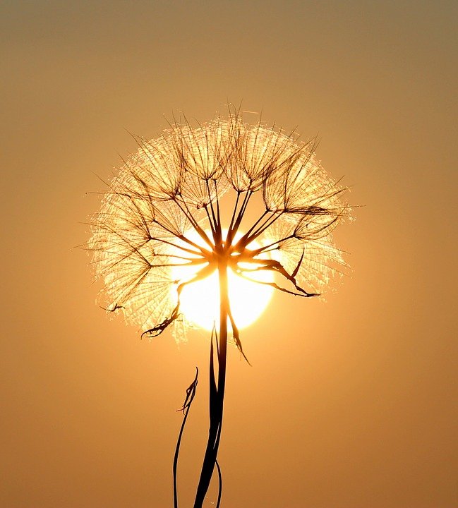 dandelion-1557110_960_720.jpg