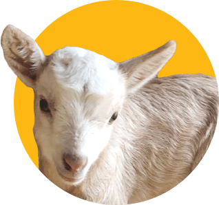 goat baby.png