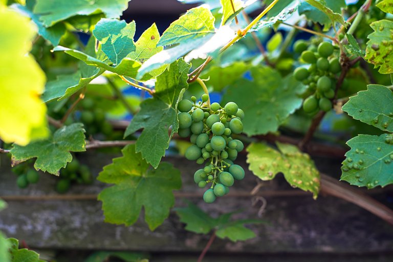 07-07-2018-grapes-06628.jpg