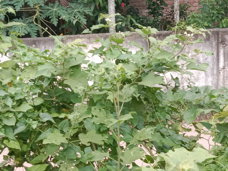 IMG_20230805_161955.jpg
