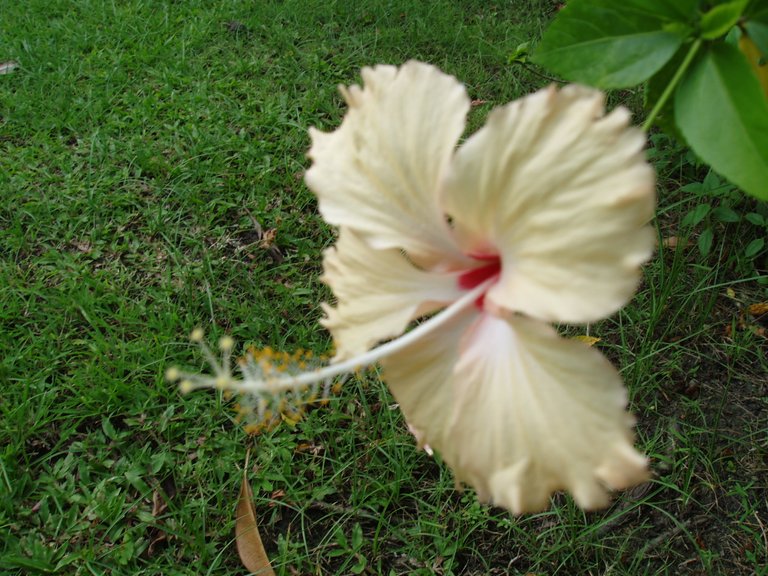 Queen Sirikit Park Chinese hibiscus