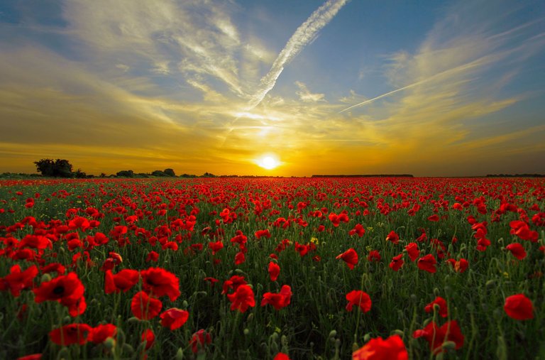 sunset-field-poppy-sun-priroda.jpg