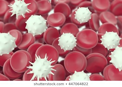 white-blood-cell-medical-microbiological-260nw-447064822.jpg