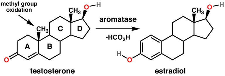 1024px-Testosterone_estradiol_conversion.png