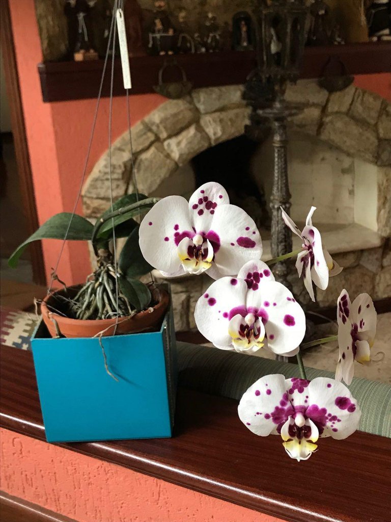 Phalaenopsis Dalmata.jpg