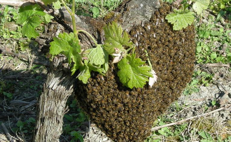 Wildbienen_Traube_imLicht.jpg