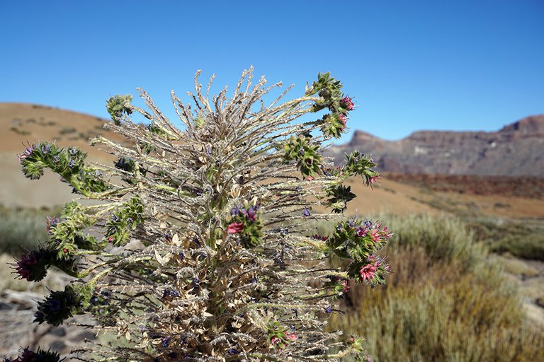 Mount_Teide_Flora_002_s.jpg