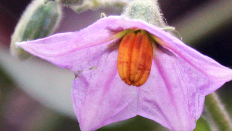 Asian most fragrant flowers.png