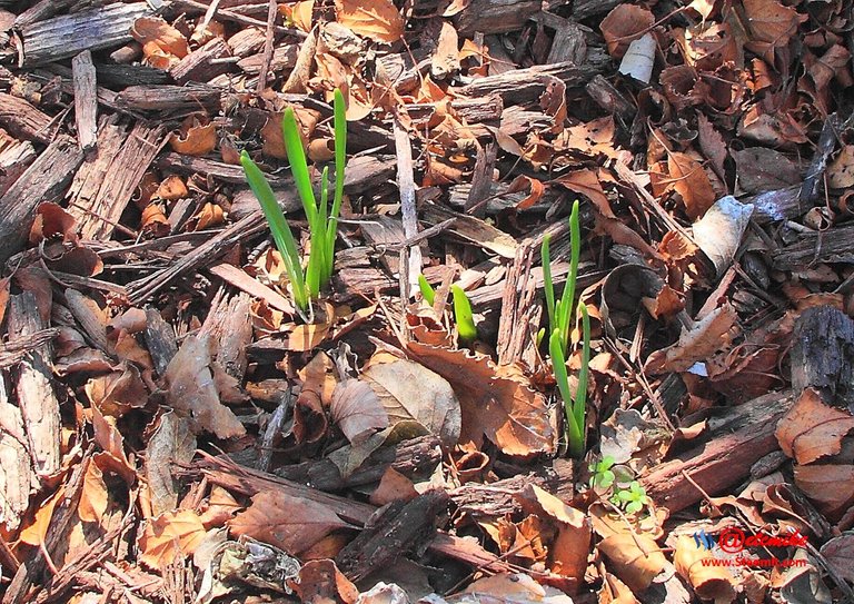 crocuses SN_0030.JPG