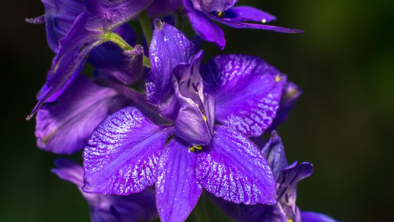 25-07-2018-delphinium-03210.jpg