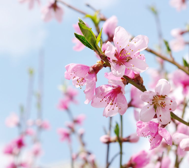 240595_Plum Flower.jpg