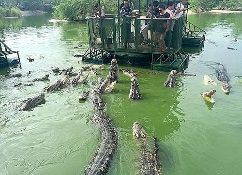 Mancing-Buaya-di-Elephant-Kingdom.jpg