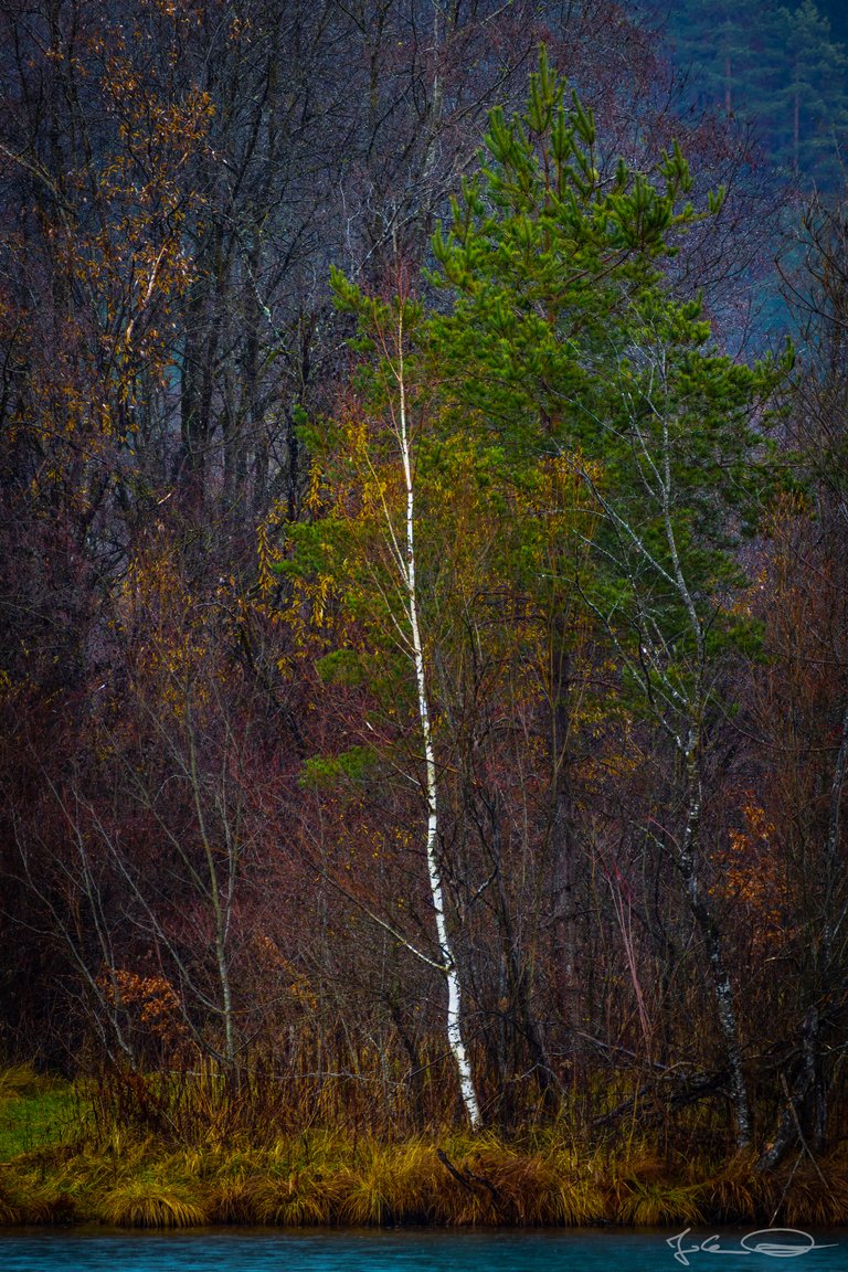 2018-11-24-Rainy-Autumn-Tree-05.jpg