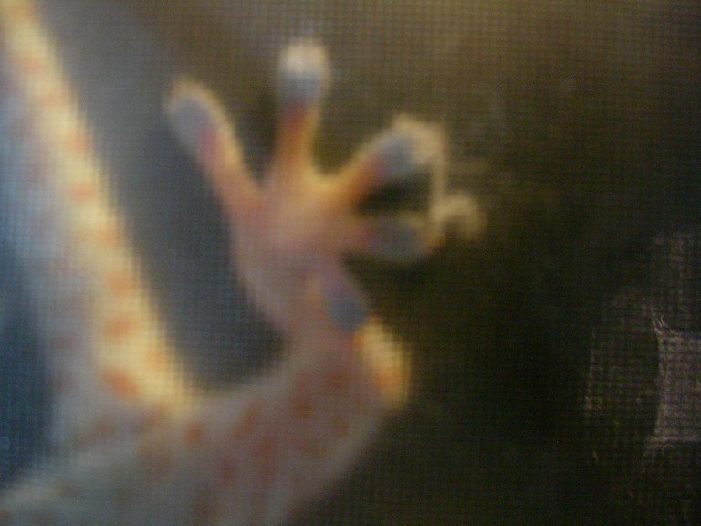 Gecko 07.JPG