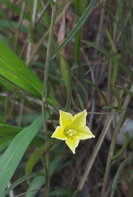 Xenostegia tridentata.jpg