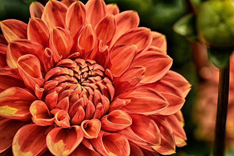 dahlia-3726844_1280.jpg