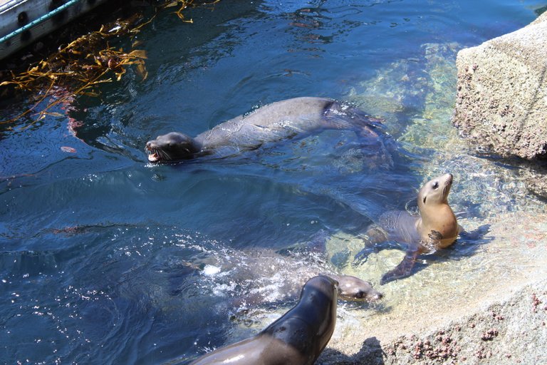 SeaLions4.JPG