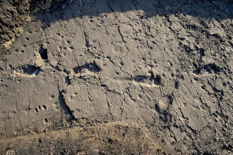 01-ancient-human-footprints-laetoli-tanzania.ngsversion.1481705528557.adapt.945.1.jpg
