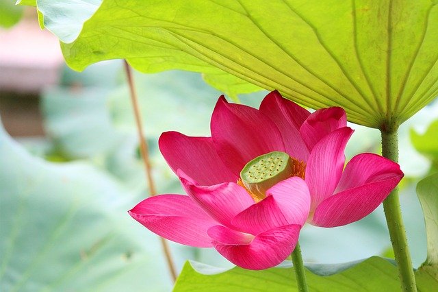 lotus-2081556_640.jpg