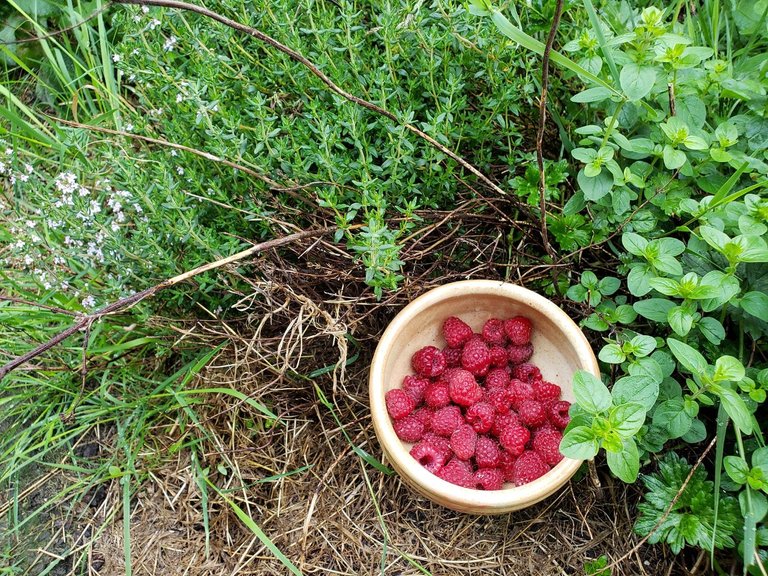 raspberries.jpg