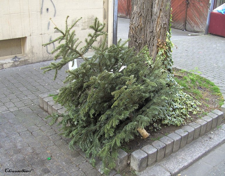 Weihnachtsbaum_02.jpg