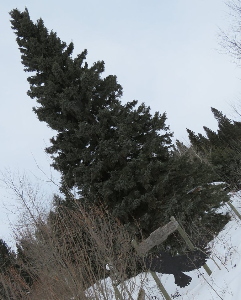 large spruce evergreen and porter sign.JPG