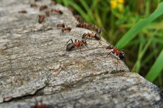 All the Best Ways to Get Rid of Ants in Your House.jpg