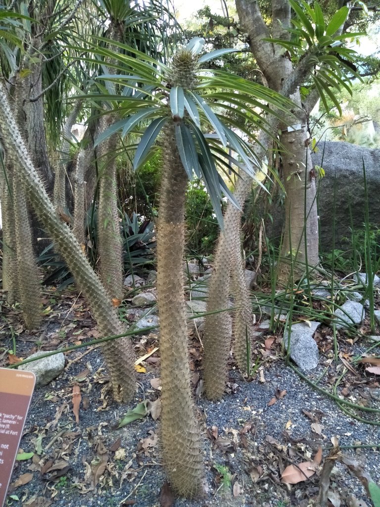9 bmadagascar palm 0c.jpg