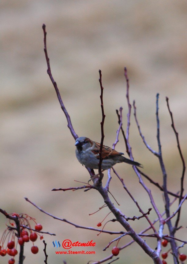 House Sparrow IMG_0521.JPG