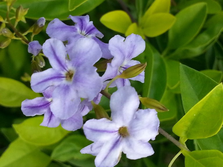 flower5.jpg
